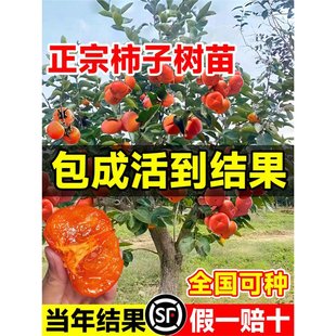 ���������޽ӹ������Ի�����o���ϱ����NֲͥԺ�����ļ�����