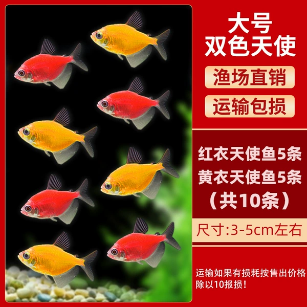 5 red angels + 5 yellow angels 3-5cm each (10 in total) + fish food