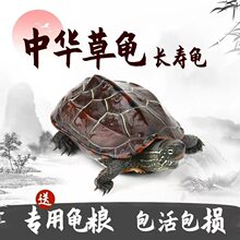 中华草龟小乌龟活物外塘长寿龟金线 线宠物观赏龟水金线 线龟墨龟