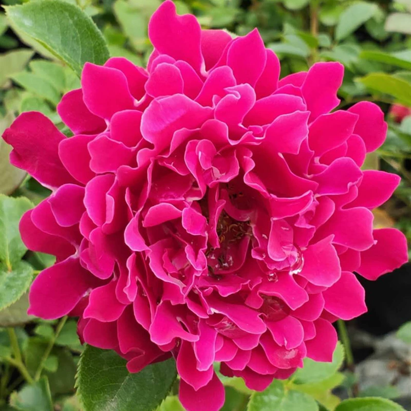 Очаровательная волна Роза Рассада Ароматные цветы в горшке Балкон Четыре сезона Цветение Роза Виноградная лоза Розовые садовые растения