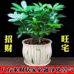 Evergreen in All Seasons, Money Comes from All Directions, Duck Foot Wood Potted Plant, Indoor Balcony Desktop Green Plant, Flower, Money Tree, Aesculus