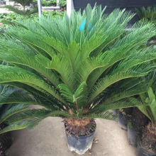 �F�����Դ����҃���Gֲ�ļ������լ�ͺ��͟�ͥԺ�̨�����՚�