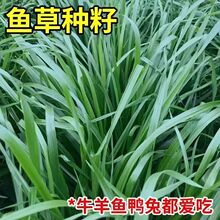 黑麦草种籽子种四季多年生牧草种子耐寒紫花苜蓿苏丹草高丹草菊苣
