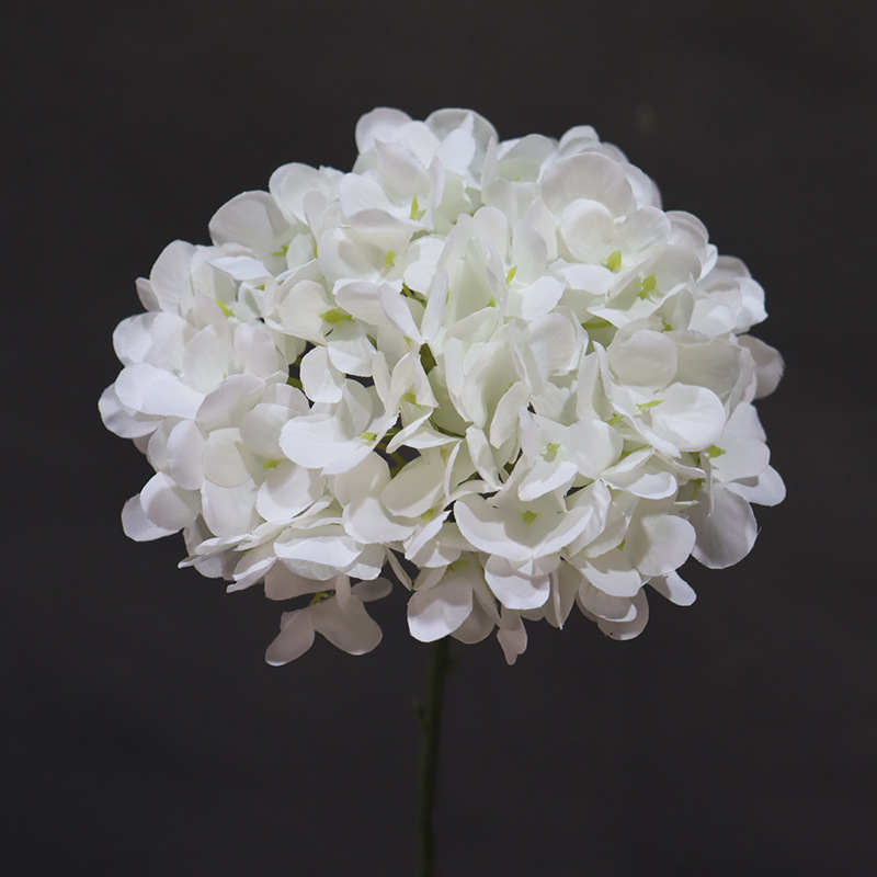 Una hortensia grande con cifrado blanco