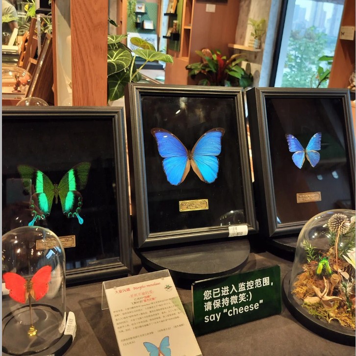 蝴蝶标本相框空框摆台黑色高级感A3玻璃展示框立体中空相框大尺寸