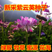 【跨境供货】牧草种子 紫花苜蓿 种籽多年生秋冬季耐寒喂养牛羊兔