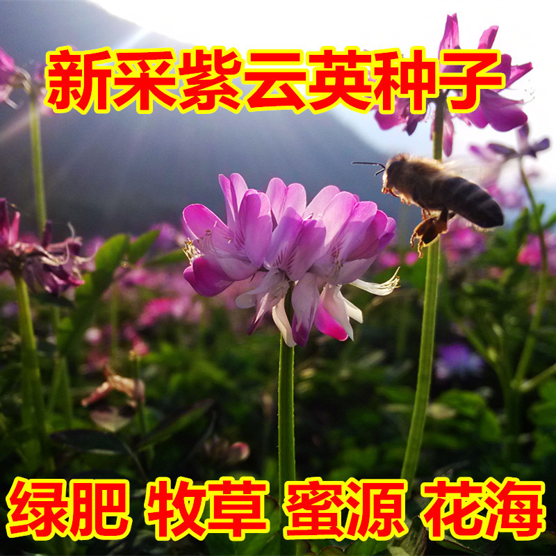【跨境供货】牧草种子 紫花苜蓿 种籽多年生秋冬季耐寒喂养牛羊兔