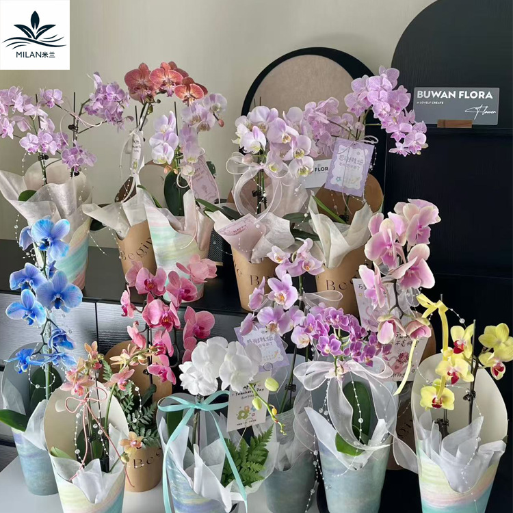 ins油画风教师节手提花盒蝴蝶兰盆栽花束包花礼物盒 向日葵包装盒|undefined