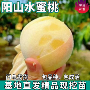 һ�����l�ɽˮ���ҹ����������¶�����̨���ԷNֲ�޽����Ә���