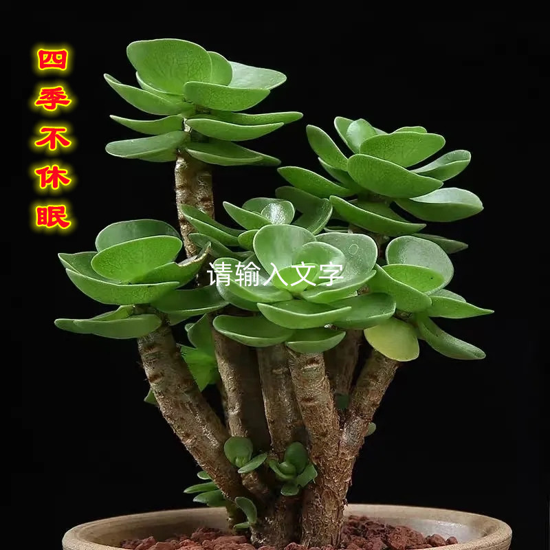 金钱木老桩多肉植物盆栽室内桌面防辐射好养发财金钱树肉肉绿植
