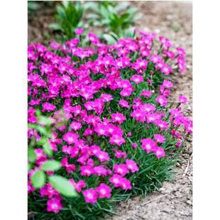 ��ʚWʯ�񻨷N�����������İ���ʯ���ͺ��������ļ����N�_���N��