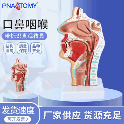 Head anatomy Model Nose and mouth Throat Nasal cavity Pathology Model Throat side Artery nerve Model
