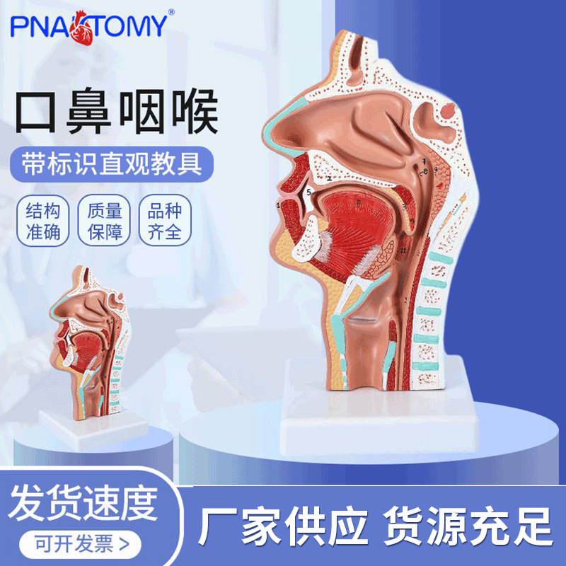 Head anatomy Model Nose and mouth Throat Nasal cavity Pathology Model Throat side Artery nerve Model