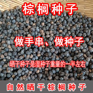 Palm Seeds, Mountain Palm Tree Seeds, Palm Fruit, Flower Forest Tree Seeds, Palm Seeds, Sun-Dried Seeds