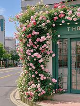 ����õ�廨�W�t�򿨻����ٲ����ڼٻ��ܵ��b��ٗl�ړ��T�^����