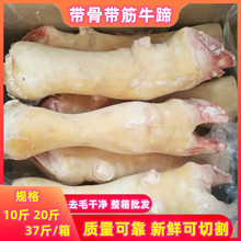 牛蹄黄牛蹄整只新鲜冷冻牛蹄子带骨牛蹄生牛蹄带筋牛蹄37斤整