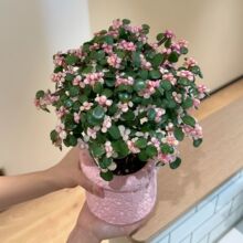 ��֦���~�����������Ϙ�����ֲ���ļ��_���҃��̨�Gֲ��������