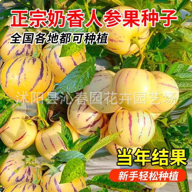 正宗人参果种子多年生水果种子四季播种人生果树种子庭院盆栽种子