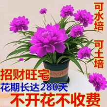 【超长花期】莲花球根驱蚊虫水养土养浓香型盆栽绿植花卉大全阳台