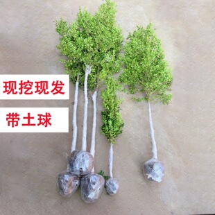 һ�����l�S�������Ӫ��U�S���Ϙ��G�hͥԺ�e���G����ľ�ͺ��͟�