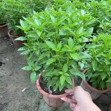 九层塔种子罗勒种籽食用香甜蔬菜种籽香草金不换阳台菜园蔬菜种子