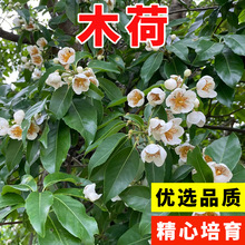 林木种子 木荷种子 木荷树种 荷木 荷树种子 花木种子 木艾树种子