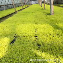 �S���ײݷ��P�S���ײ݃r����픾G�����ò�ƺ��ײ����ݲݻ�