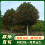 基地直售高杆桂花树浦城丹桂地径10公分风景树桂花乔木批发