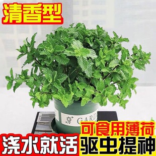 Mint Potted Edible Hydroponic Lemon Mint Leaves Are Easy to Grow Rosemary Seedlings Mosquito Repellent Plants Indoor Fresh Green Plants