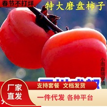 四川磨盘火晶柿子水果树苗脆甜柿子苗树嫁接苗当年结果南北方种植