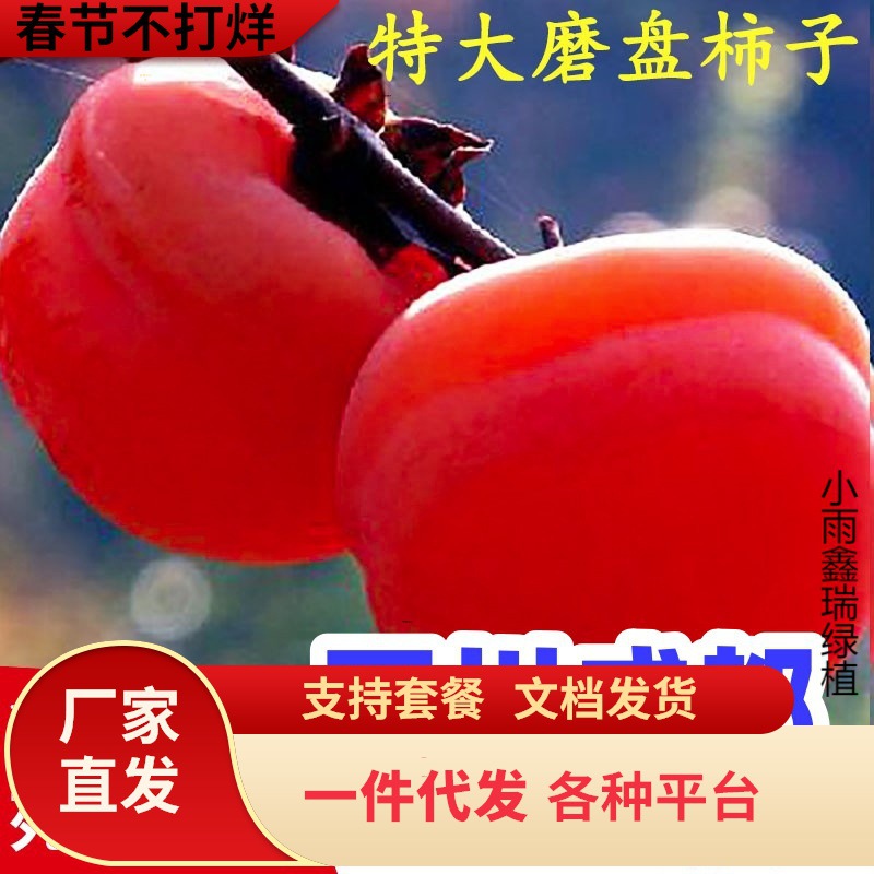 四川磨盘火晶柿子水果树苗脆甜柿子苗树嫁接苗当年结果南北方种植