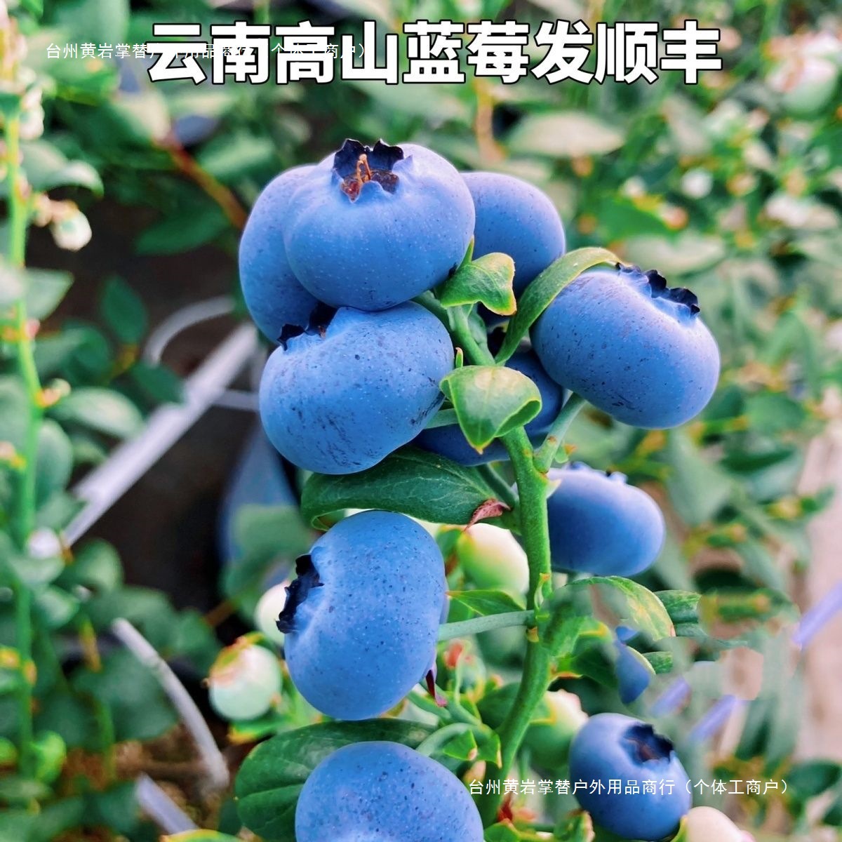 Free shipping fragrant blueberry Yunnan blueberry fresh large fruit crispy fruit pregnant women seasonal blueberry fresh direct other
