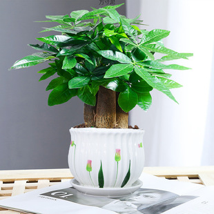 Three-Stemmed Money Tree Potted Easy-To-Live Plants Indoor Living Room Small Bonsai Evergreen Office Potted Flowers All Year Round