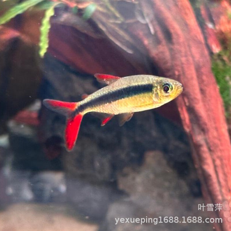 Red Flame Green Emerald Lantern Fish South America Imported Small Lantern Fish Rare Variety Red Tail Flame Emerald Green Lantern Fish Live Red Flame Green Emerald Lantern Fish South America Imported Small Lantern Fish Rare Variety Red Tail Flame Emerald Green Lantern Fish Live