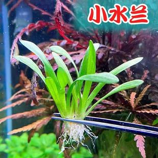 Mini Small Water Orchid Tank Landscaping Foreground Grass for Beginners, Negative Aquatic Plants That Do Not Require Carbon Dioxide, Easy to Maintain and Live