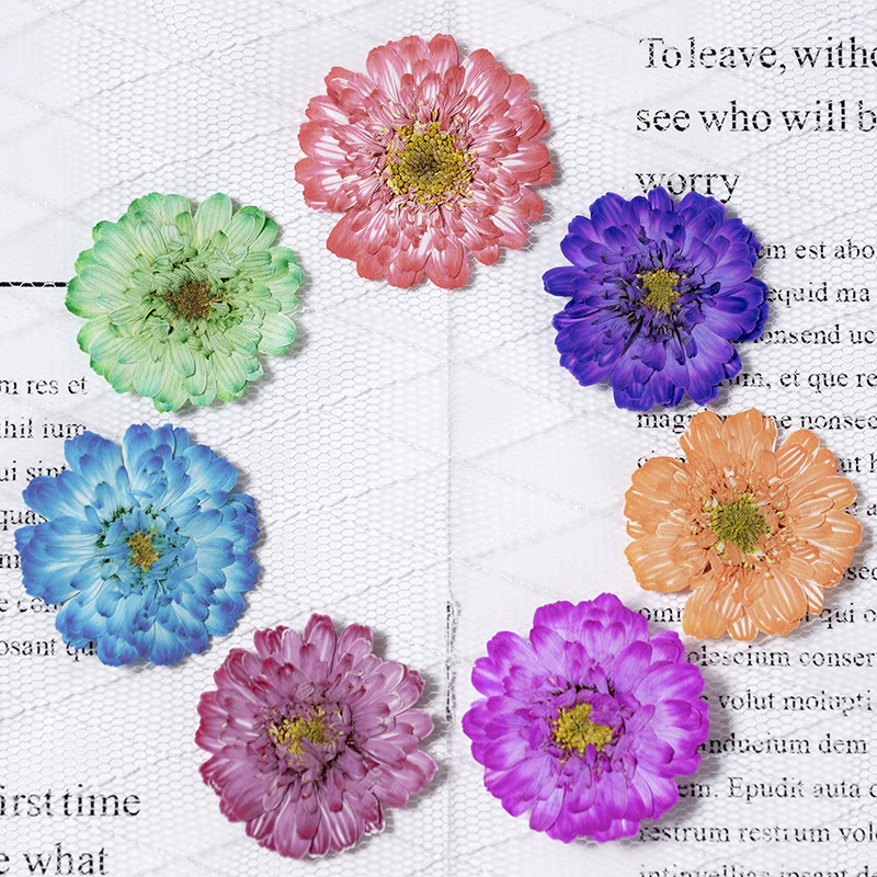 Двухлепестковая ромашка, настоящий цветок, перегородка с тиснением, детский учебный образец растения, материал, гель, капля, сушеный цветок, оболочка для мобильного телефона, сделай сам