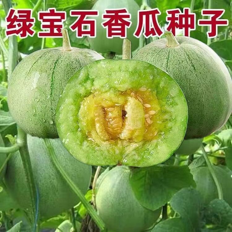四季绿宝石甜瓜种子薄皮超甜香瓜春季绿皮脆瓜香瓜籽羊角蜜种子