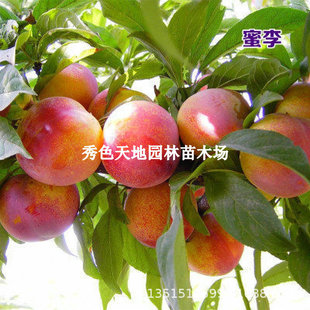 ��������Ó�����������X�����A�������������Ә�޽����ϱ����Nֲ