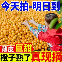 【甜】湖南麻阳冰糖橙当季新鲜橙子批发应季现摘黄皮橙甜橙脐橙