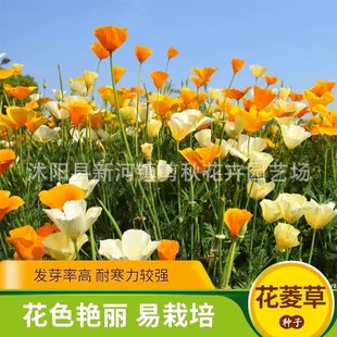 Gympel Seeds Are Spring, Autumn and Winter Cold-Resistant Flower Seeds, Indoor Balcony Potted Plants, Outdoor Courtyards, Easy to Grow and Bloom in All Seasons
