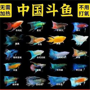 Chinese Flowerhorn Live Cold Water Ornamental Fish Fry, Easy to Maintain Without Oxygen, Small Freshwater Cold Water Live Fish