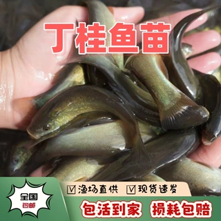 丁桂鱼苗丁贵冷水鱼淡水养殖可食用鱼苗耐寒抗冻大苗包邮包活