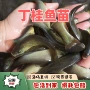 耐寒食用养殖淡水鱼苗