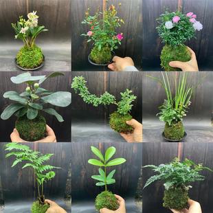 Moss Balls Wild Grass Japanese-Style Creative Potted Moss Jade Moss Balls Foliage Green Plants Desktop Tea Table Ornaments Thumb Bonsai