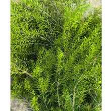 永生鲜花千层金永生花黄金树铁树叶干花圣诞节DIY材料花环相框