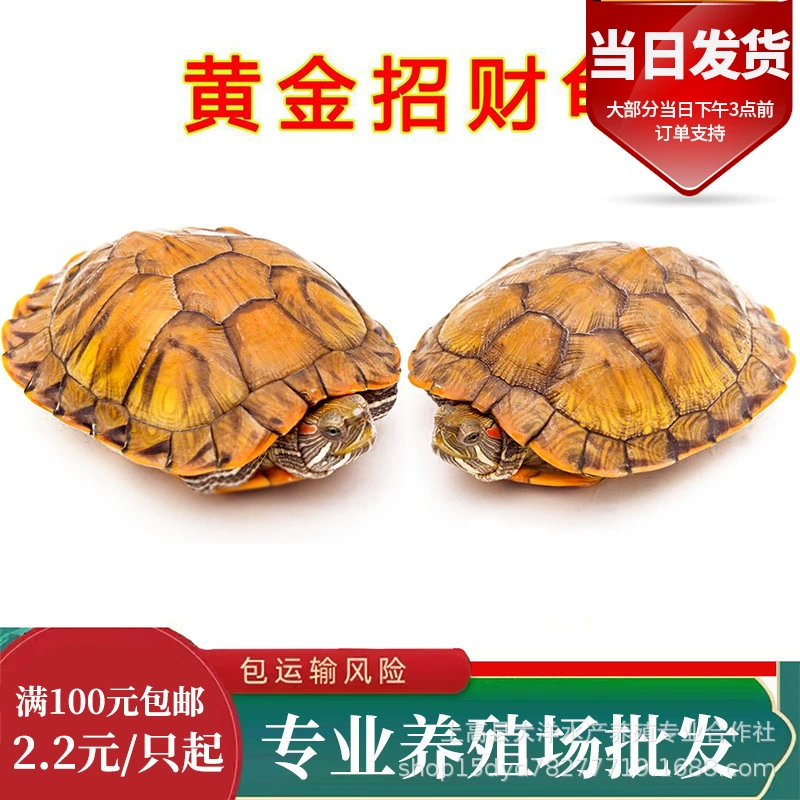 Глубоководная черепаха Большая бразильская черепаха Релиз Редкого декоративного питомца Черепаха Рассада Золотая Счастливая Живая черепаха оптом