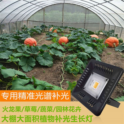 pitaya strawberry greenhouse Botany fill-in light flowers and plants Vegetables Grow lights sunlight Illumination Photosynthesis
