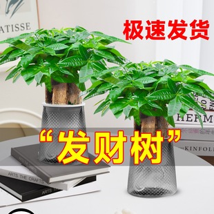 �lؔ��С���Ի��ܾGֲ���k���҃ȾG�}����ˮ��lؔ����B����ֲ��