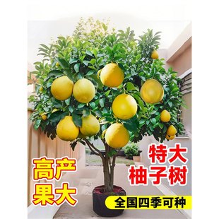 �ش�̖���Ә������ɳ���ֹ���t��ʯ�޽Ӵ����ϱ���ͥԺ���Ե���