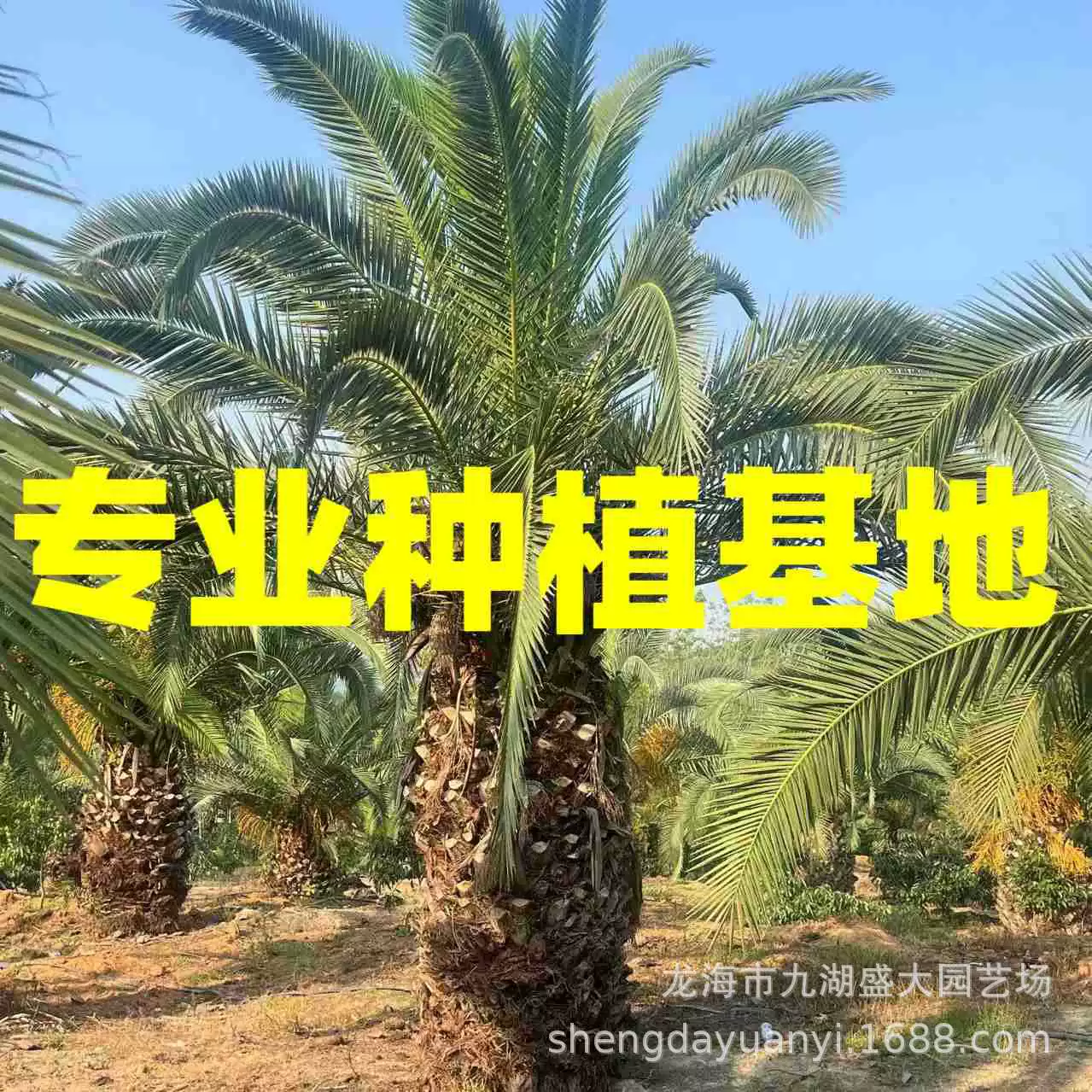 Цена на финиковые орехи из Канарского моря в Цзянсу, оптовая продажа финиковых орехов из Канарского моря в Фуцзянь и Шанхай, головка финикового дерева из Канарского моря в Чжэцзяне